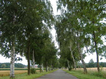 Allee im Sommer mit schmaler Strasse