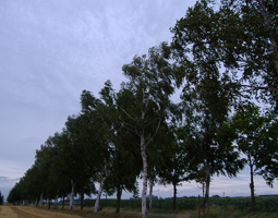 Allee im Sommer mit schmaler Strasse