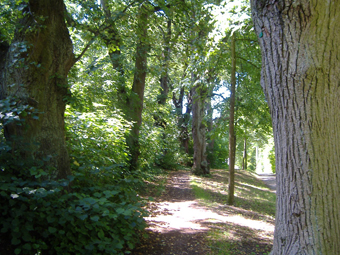 Lindenallee im Sommer