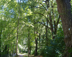 Lindenallee im Sommer