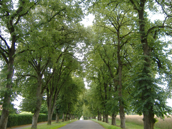 Birken mit Weg und Haeusern im Sommer