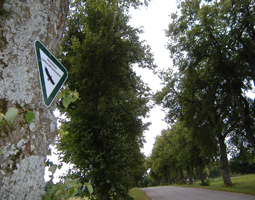 Lindenalle im Vordergrund mit Naturschutzschild