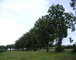 Linden im Sommer mit Strasse