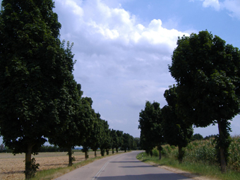 Gruene Allee mit Strasse und blauem Himmel im Sommer