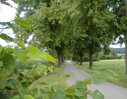 Grüne Allee im Sommer