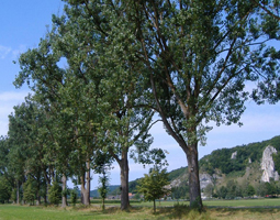 Grüne Allee im Sommer