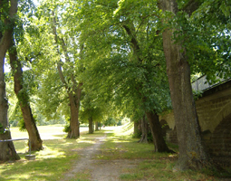 Allee mit Burgwall