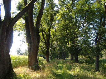 Allee im Spaetsommer mit alten Baeumen und hohem Gras