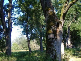 Allee im Spaetsommer mit alten Baeumen und hohem Gras