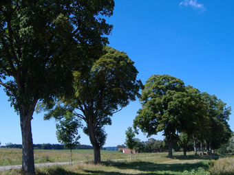 Birkenallee im Hochsommer mit blauem Himmel