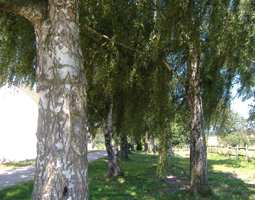 Birkenallee im Hochsommer mit blauem Himmel