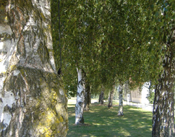 Birkenallee im Hochsommer mit blauem Himmel