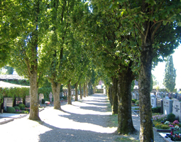 Allee auf Friedhof im Sommer. Im Hintergrund Grabsteine.