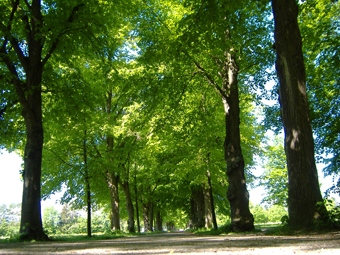 Lindenallee in der Ilsungstraße, Augsburg