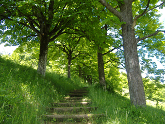 Kastanienallee in Harburg