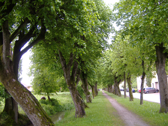 Friederike-Luise-Allee in Unterschwaningen