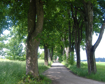 Allee beim Gut Weil/Schrobenhausen 