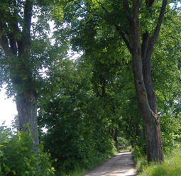 Allee beim Gut Weil/Schrobenhausen 