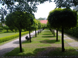 Kugelahornallee am Kloster Fürstenfeld 