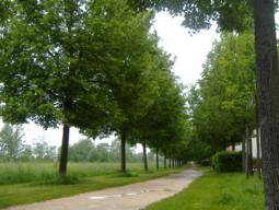 Lindenallee an der Promenade in Gunzenhausen