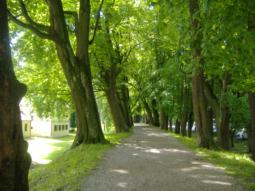 Allee rund um den Stadtwall von Schrobenhausen