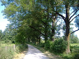 Ahorn- und Eschenallee am Schlossgut Moosschweige