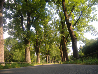 Eschenallee am Siebentischwald in Augsburg