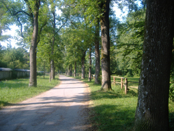 Eschenallee am Siebentischwald in Augsburg