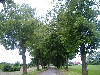 Lindenallee in Langweid am Lech