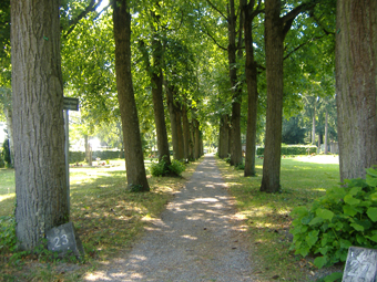 Lindenalleen im Westfriedhof Augsburg