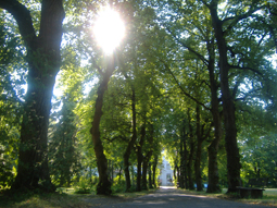 Lindenalleen im Westfriedhof Augsburg