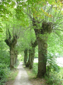 Kopfeschenallee beim Kloster Wülfinghausen