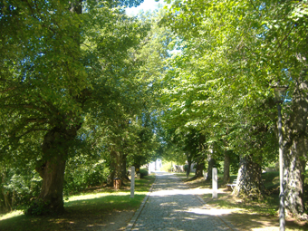 Lindenallee an der Burg Spielberg