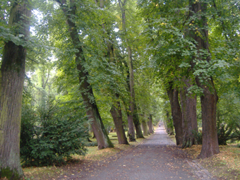 Lindenalleen im Hauptfriedhof von Weimar