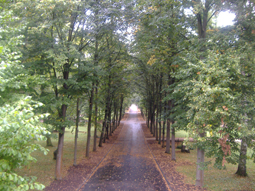 Lindenalleen im Hauptfriedhof von Weimar