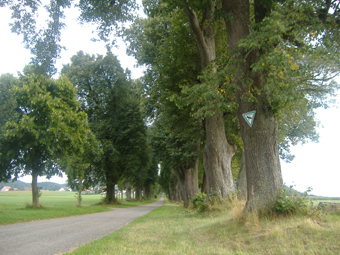 Lindenallee nach Maria Vesperbild, Ziemetshausen