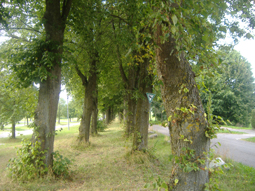 Lindenallee nach Maria Vesperbild, Ziemetshausen