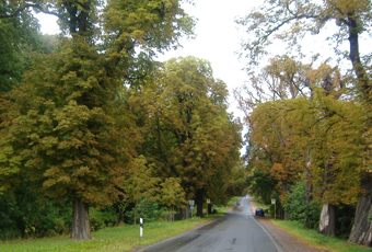 Alleen rund um Schloss Belvedere bei Weimar