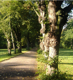 Alleen rund um Schloss Belvedere bei Weimar