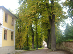 Alleen rund um Schloss Belvedere bei Weimar