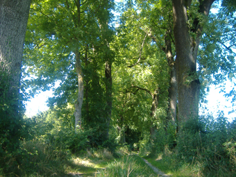 Allee zum Schloss Taxa