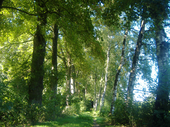 Allee bei Eurasburg