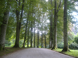 Rotbuchenallee im Park vom Schloss Syfriedsberg, Ziemetshausen