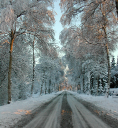 Birkenstraße in Westoverledingen