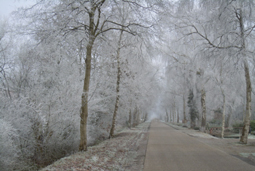 Birkenstraße in Westoverledingen