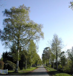 Birkenstraße in Westoverledingen