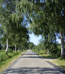 Birkenstraße in Westoverledingen