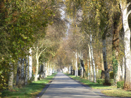 Birkenstraße in Westoverledingen