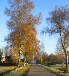 Birkenstraße in Westoverledingen