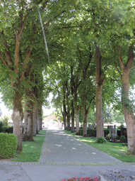 Lindenallee im städtischen Friedhof Bobingen